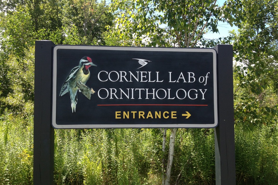 cornell lab of ornithology diy cornell lab of ornithology diy