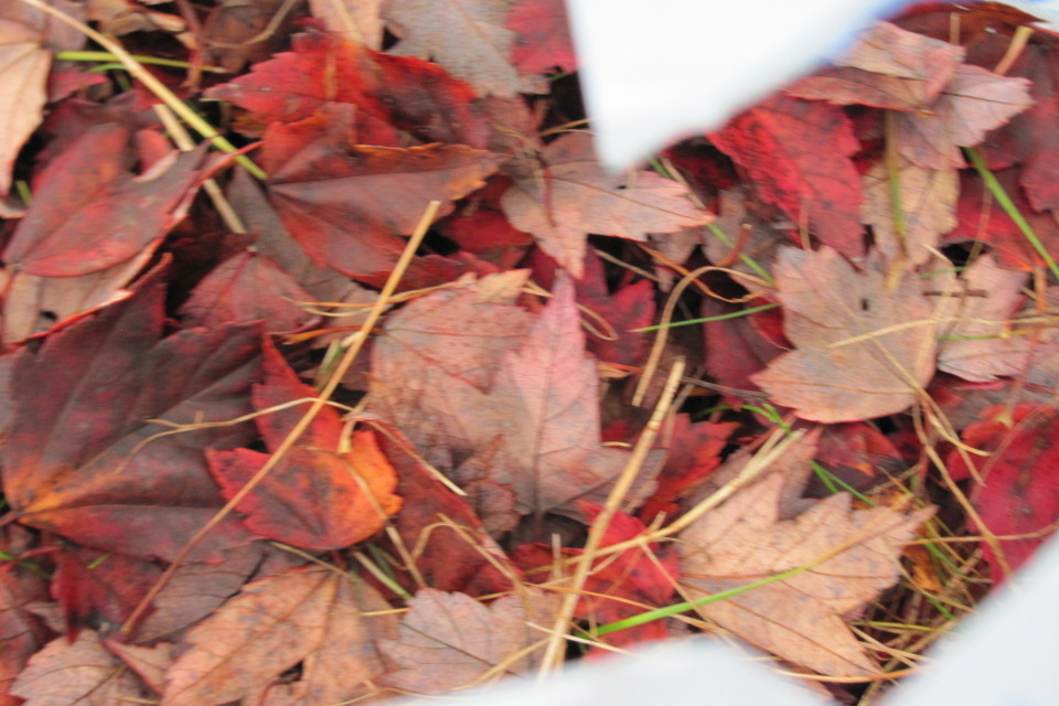 raked leaves DIY