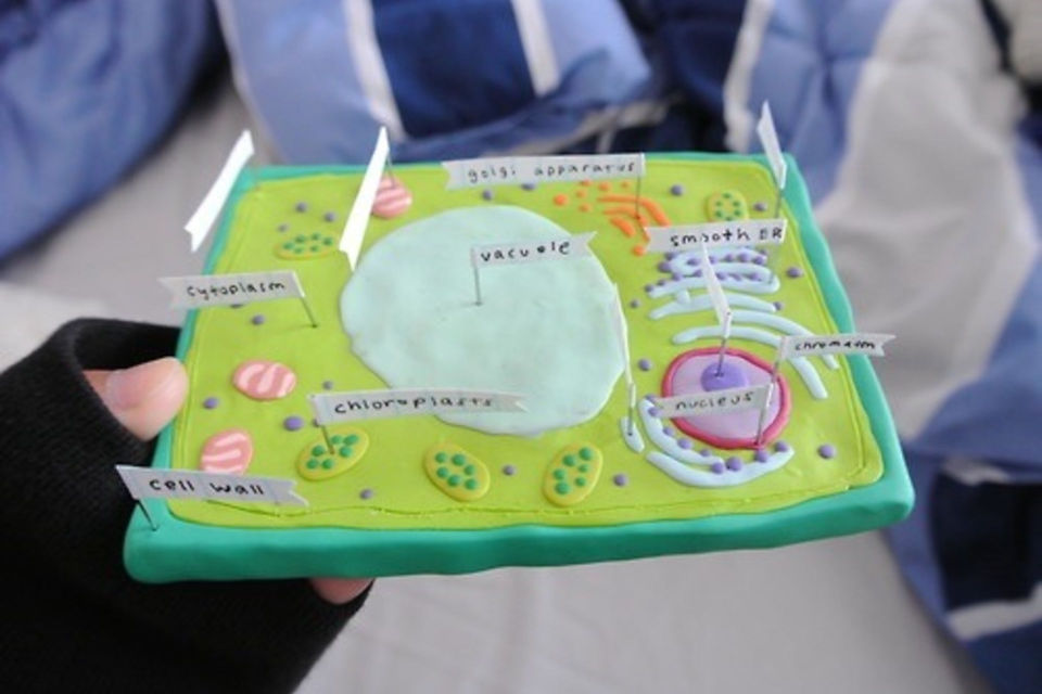 Model of an Animal Cell out of clay DIY